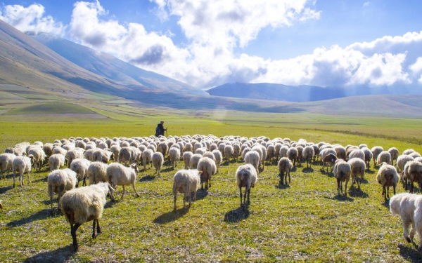 пастырь и овцы