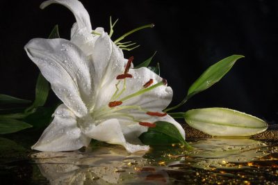 ЛИЛИЯ НА БОЛОТЕ