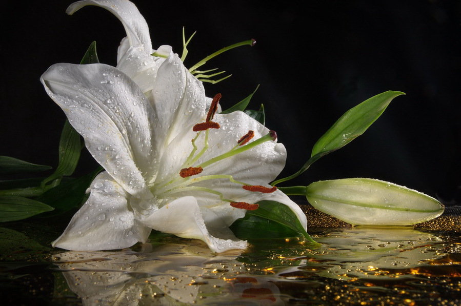 ЛИЛИЯ НА БОЛОТЕ